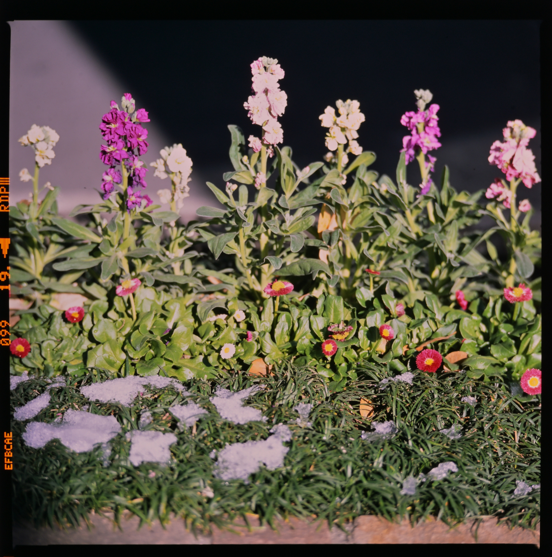 KOWA LENS 150mm/f3.5 KOWA SIX用 (KOWA 興和)